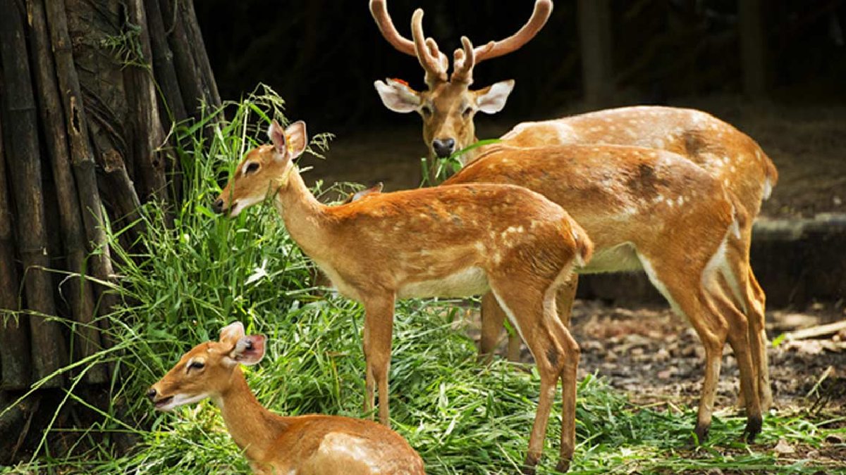 Deer Park (Dehradun Zoo)